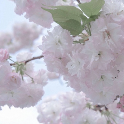 黔西南福瑞交流群